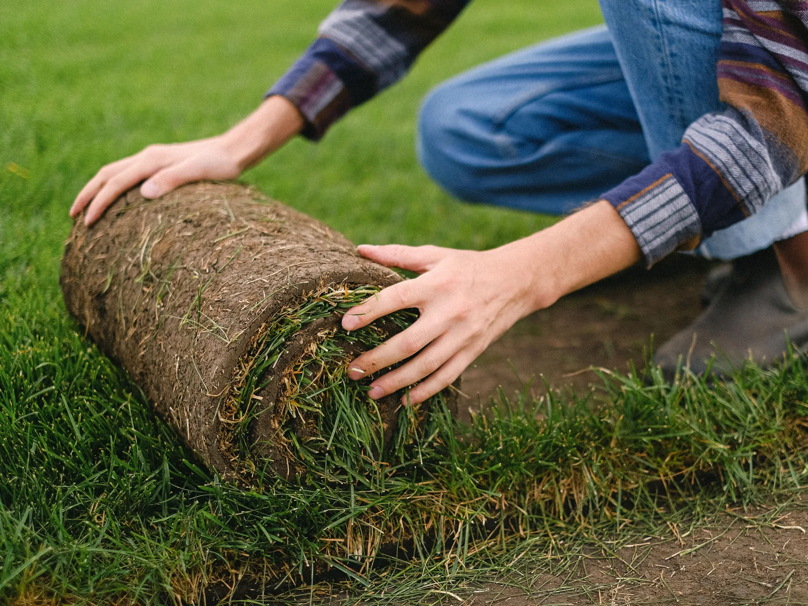 Un rollo de tepe extendiéndose sobre el terreno durante la colocación de césped natural