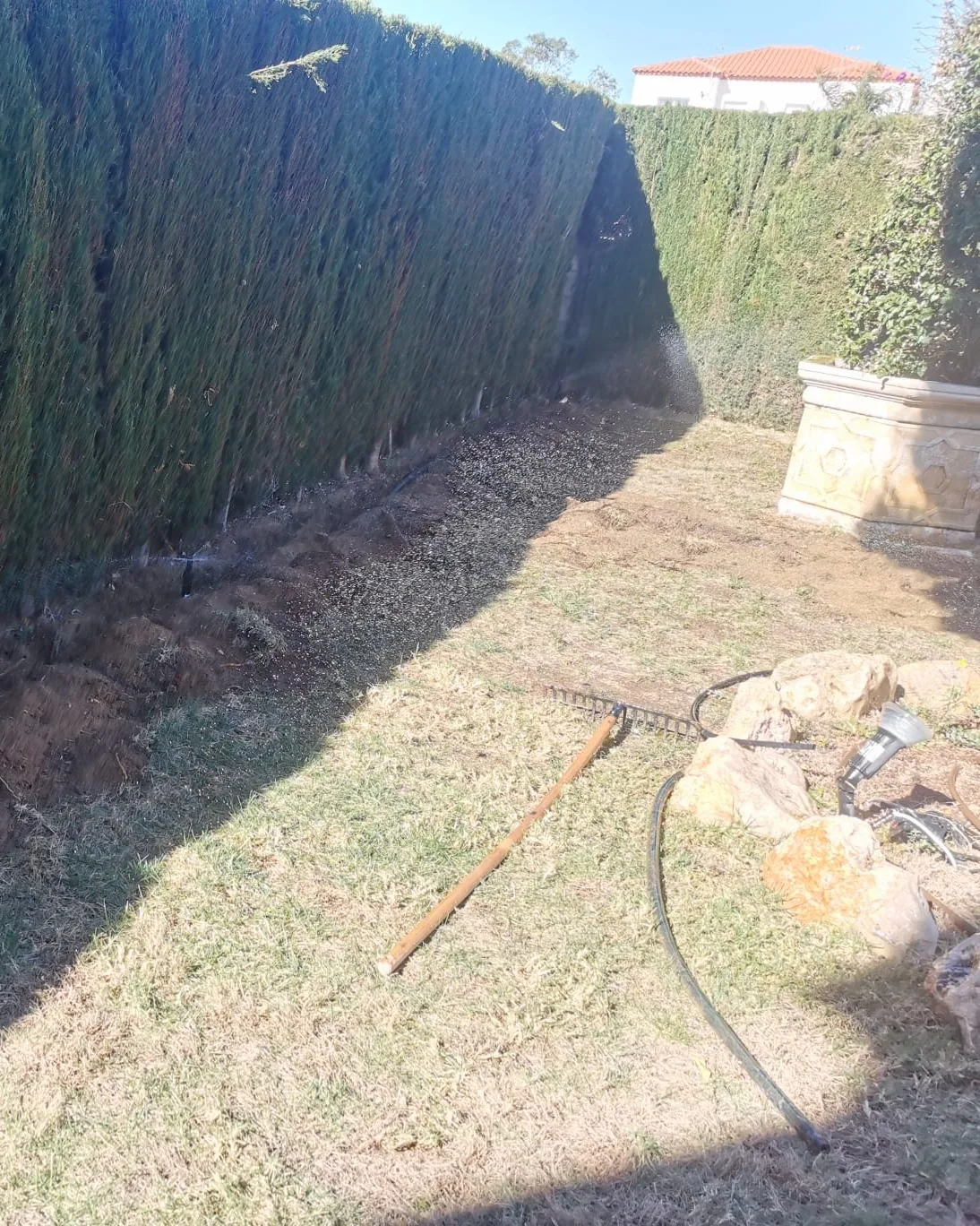 Zanja abierta para la instalación del riego a lo largo de un seto de cipreses recién recortado