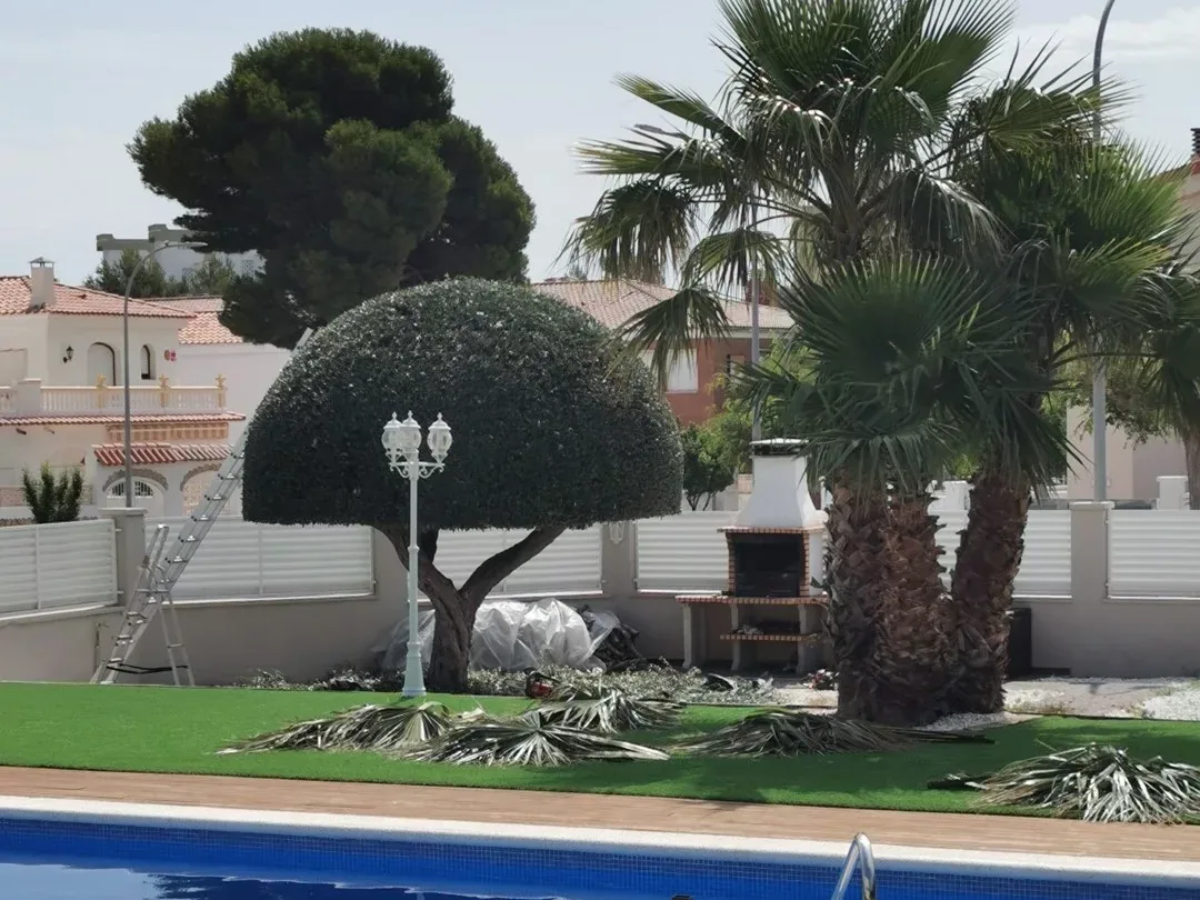 Árbol podado en forma de bola junto a una piscina, con la escalera apoyada y las palmas cortadas amontonadas sobre el césped